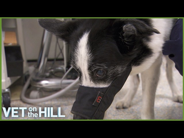 No Vet Can Touch This Aggressive Dog! 😨 Vet On The Hill - YouTube