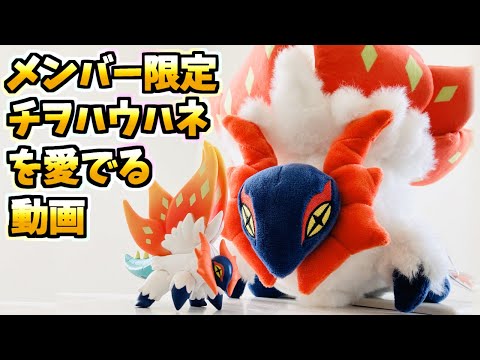 メンバー限定】チヲハウハネのぬいぐるみ開封＆個体値ジャッジ‼ポケカ