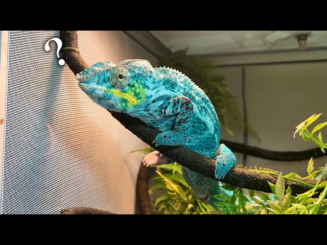 When I fed the adult chameleons, a lot of things happened - YouTube