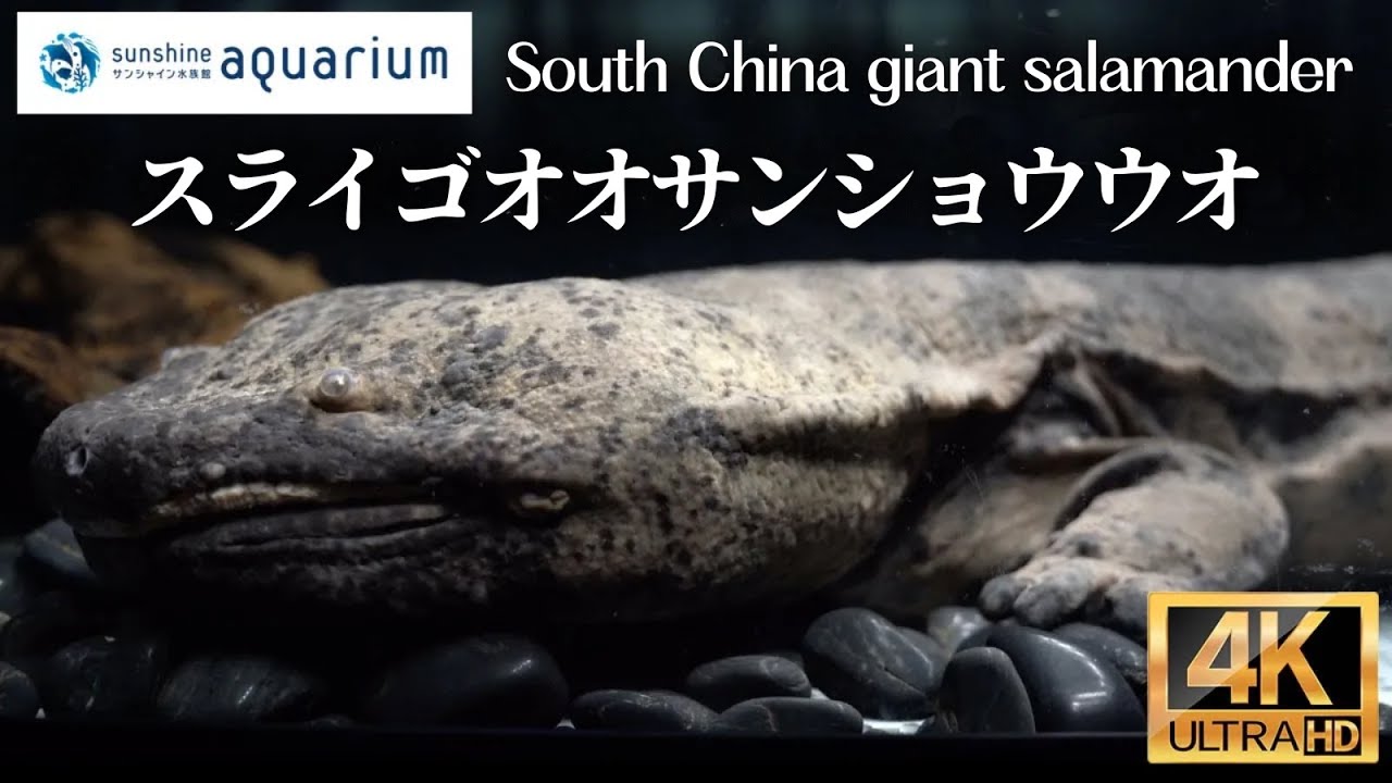 4K】スライゴオオサンショウウオ (旧チュウゴクオオサンショウウオ