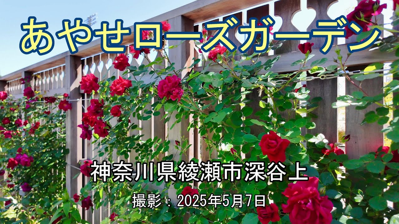 あやせローズガーデン [4K] Ayase Rose Garden - YouTube