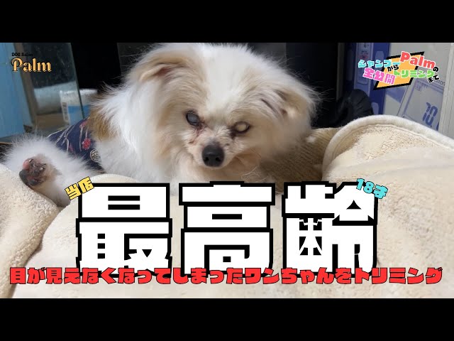 当店最高齢18才のパピヨンをトリミング - YouTube