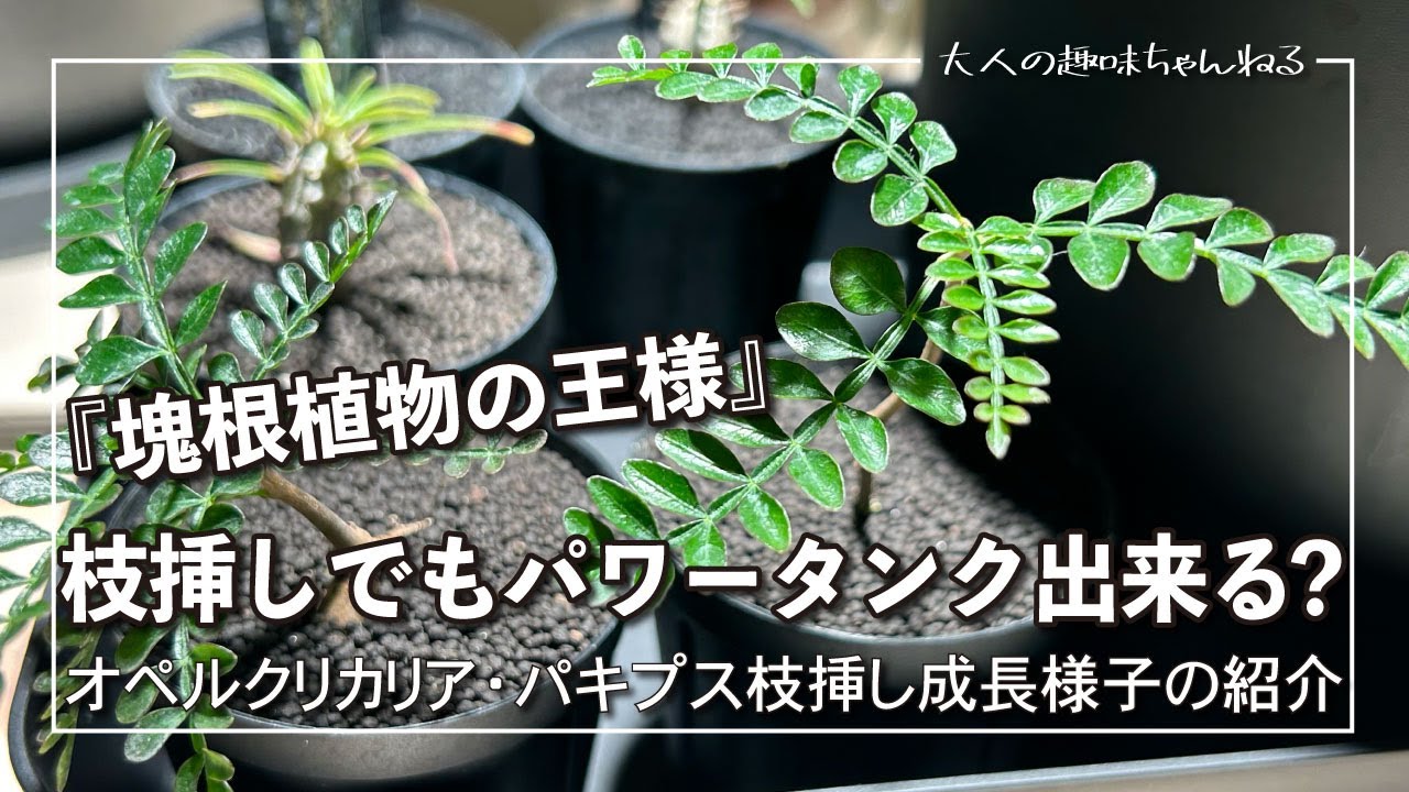 Can you use cuttings in a Power Tank?] We'll show you how the