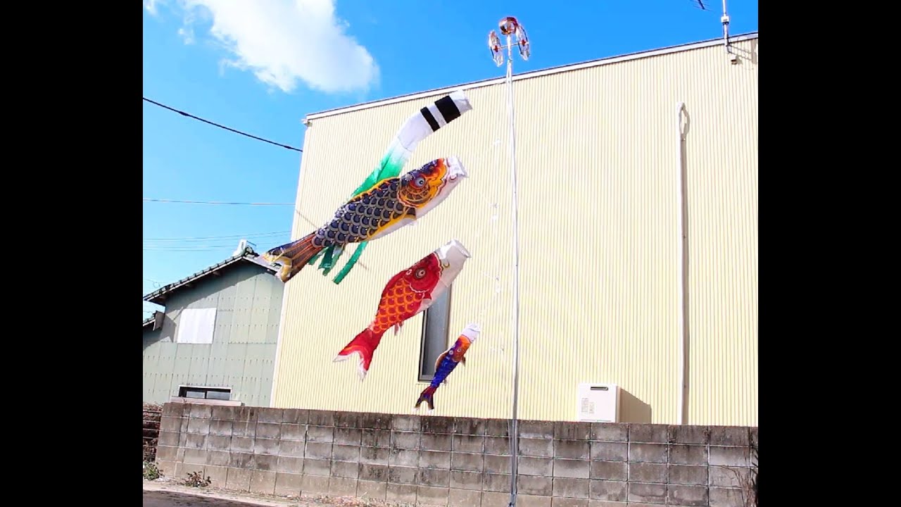 🎏クセつよ鯉のぼり】徳永鯉 有識江戸鯉 2mセット【泳がせてみた