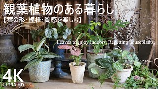 寄せ植え／室内で楽しむ観葉植物【夏のガーデニング】観葉植物のある