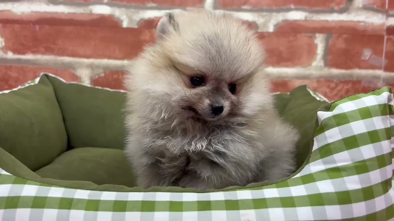 ペットショップCOO&RIKU No.00748852 ポメラニアン - YouTube