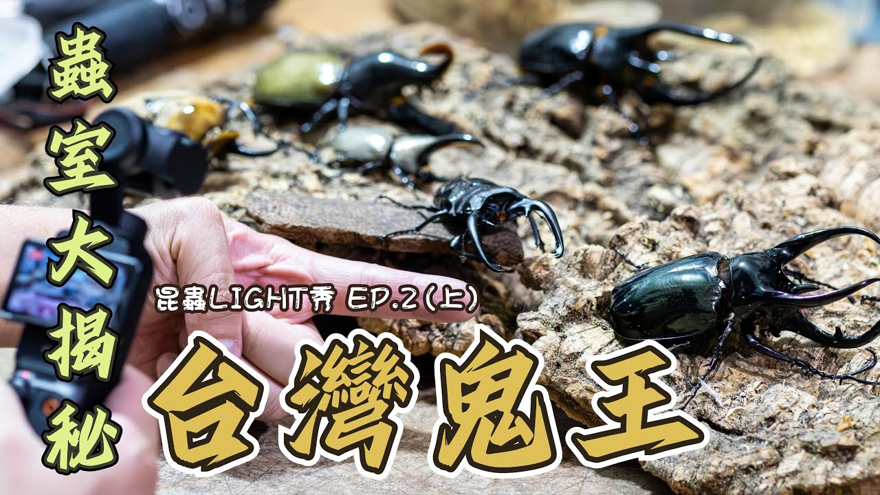 Fantastic Beetle And Where To Find Them 【Odontolabis siva parryi