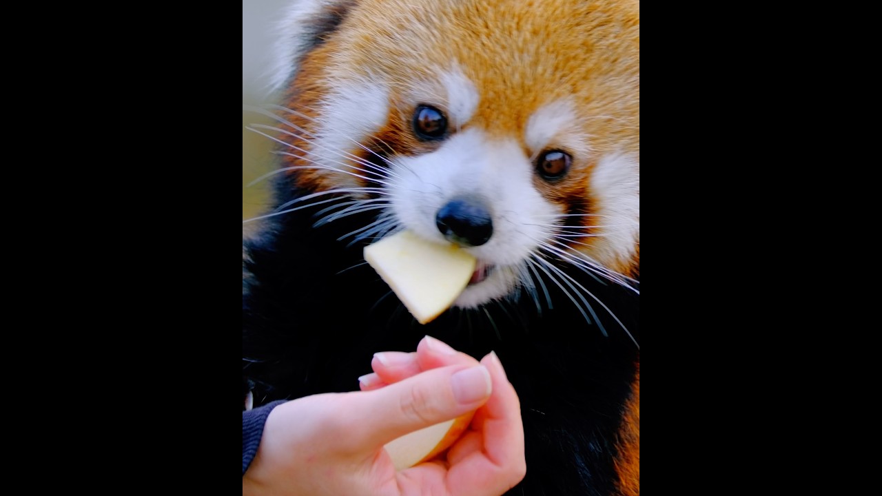 Red pandas at Higashiyama Zoo - YouTube