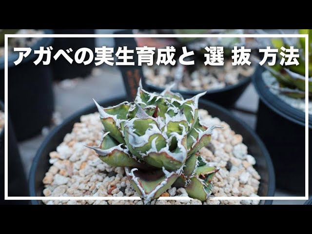 アガベ チタノタ 実生 選抜 超強刺！！ハウス育成株 大幅値引中