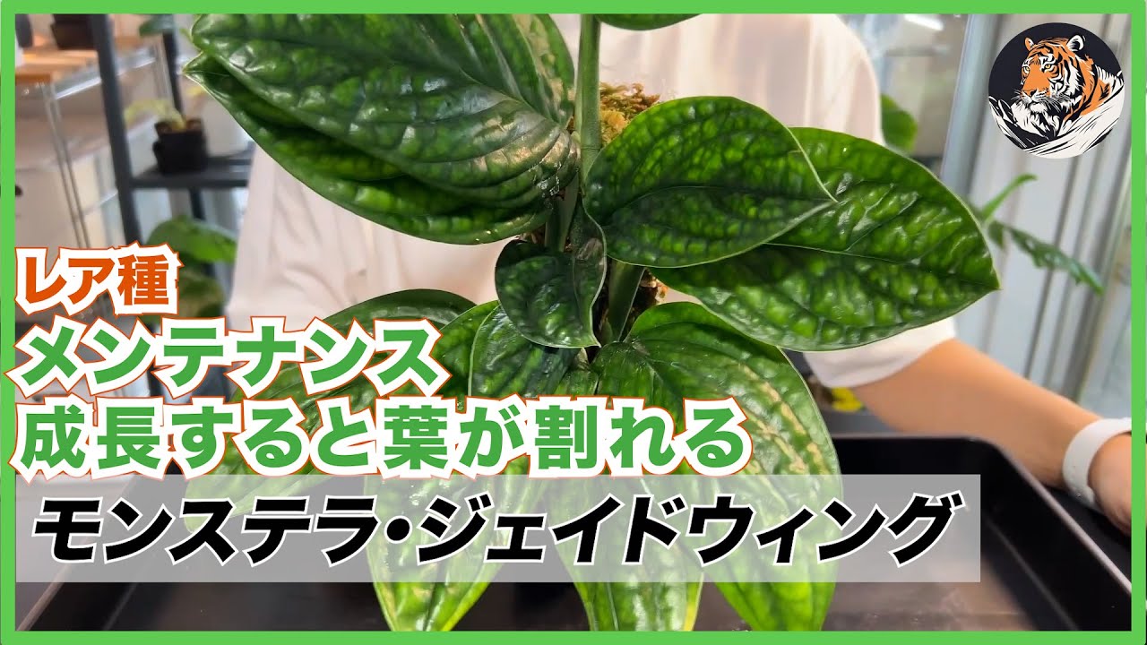 モンステラ】レア種で安いのに最高にカッコいい!!モンステラ・ジェイド