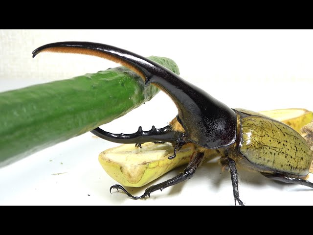 The destructive power of the Hercules beetle's horns is insane