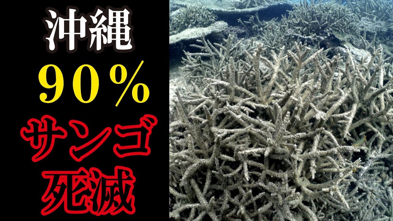 An abnormal situation occurred in which 90% of corals died, going