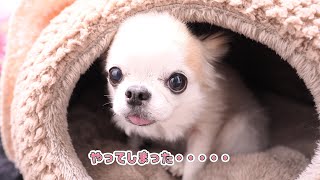 I'm deeply sorry after being scolded] The look on my 8-year-old