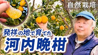 発祥の地で育てた自然栽培「河内晩柑」（自然栽培米専門店ナチュラル
