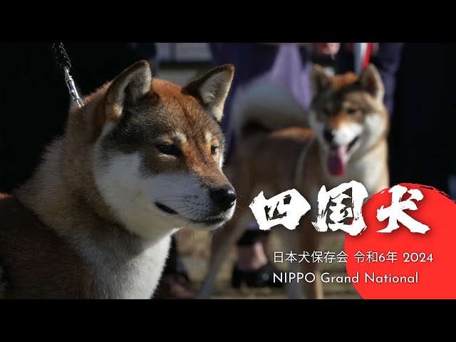 SHIKOKU KEN : NIHON KEN HOZONKAI NIPPO Grand National 2024 令和6