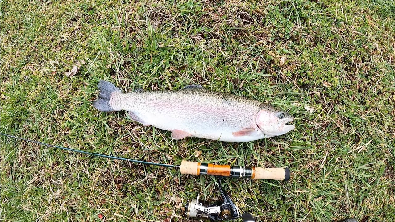 Trout On Major Craft Fine Tail Stream FSX-462UL - YouTube