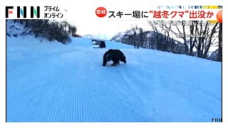 目が合っちゃった」スキー場でクマに遭遇…猛ダッシュで人を追いかける