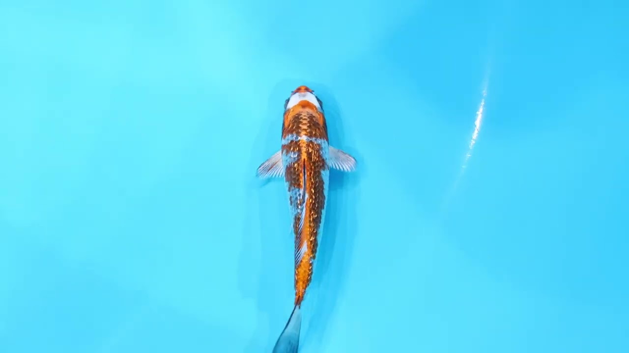 若鯉大会スペシャルオークション！】260302-014の出品鯉のご紹介