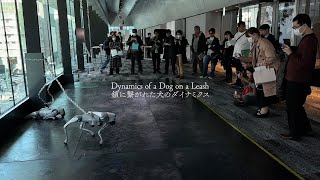 Dynamics of a Dog on a Leash / 鎖に繋がれた犬のダイナミクス - YouTube