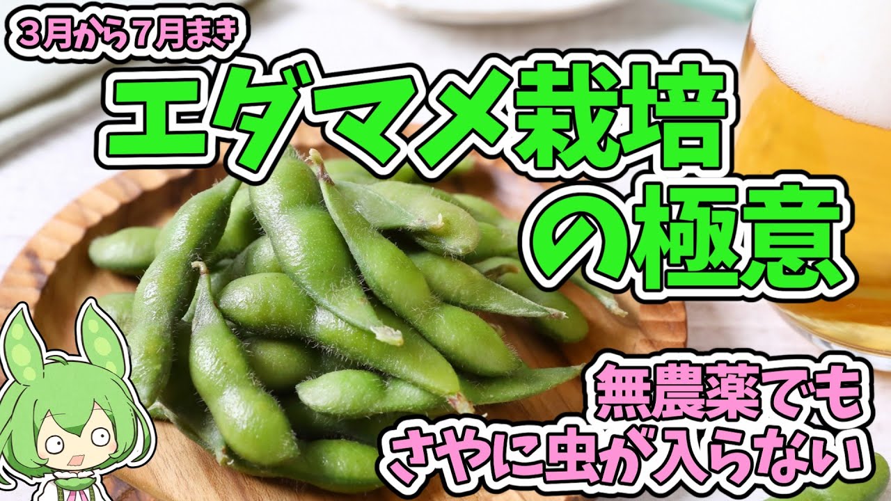 Cultivating Edamame: The secret to preventing insects from getting