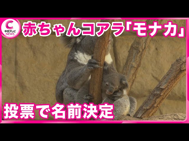 命名式】 コアラの赤ちゃん 来園者の投票で名前決定 名古屋・東山動