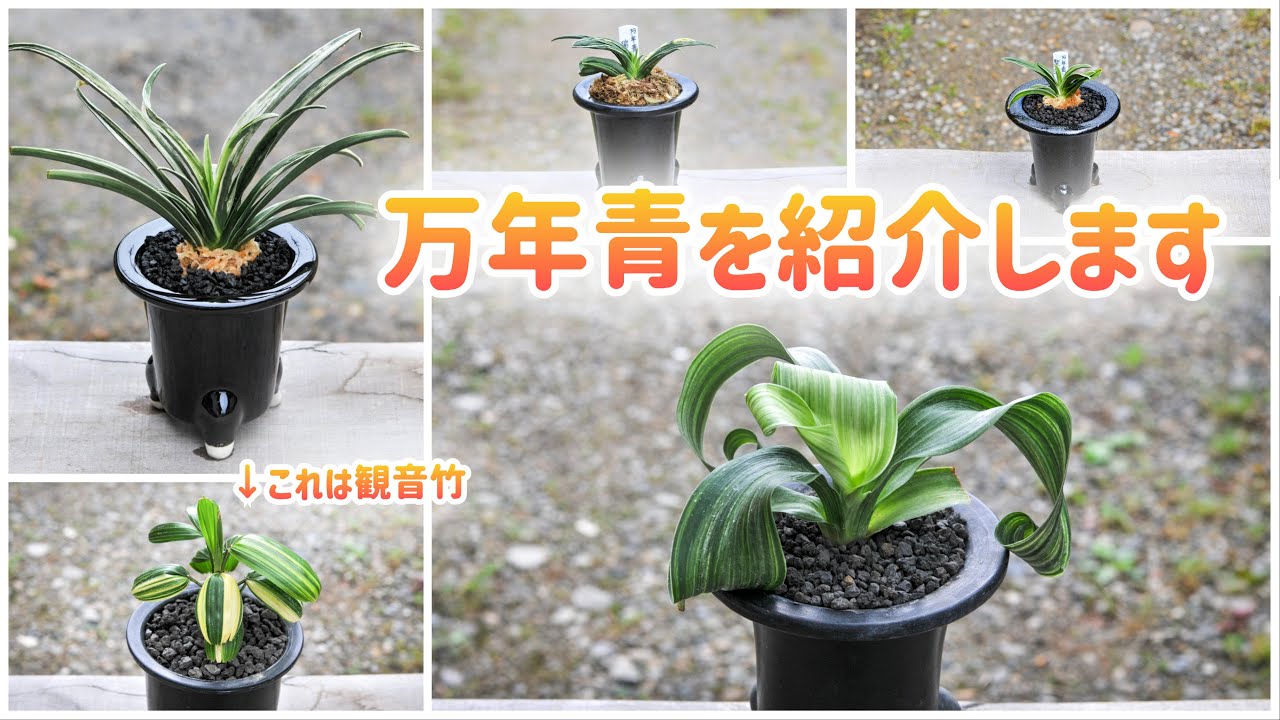 No.89 徳川家康も床の間に飾った 縁起のいい植物「万年青」の世界