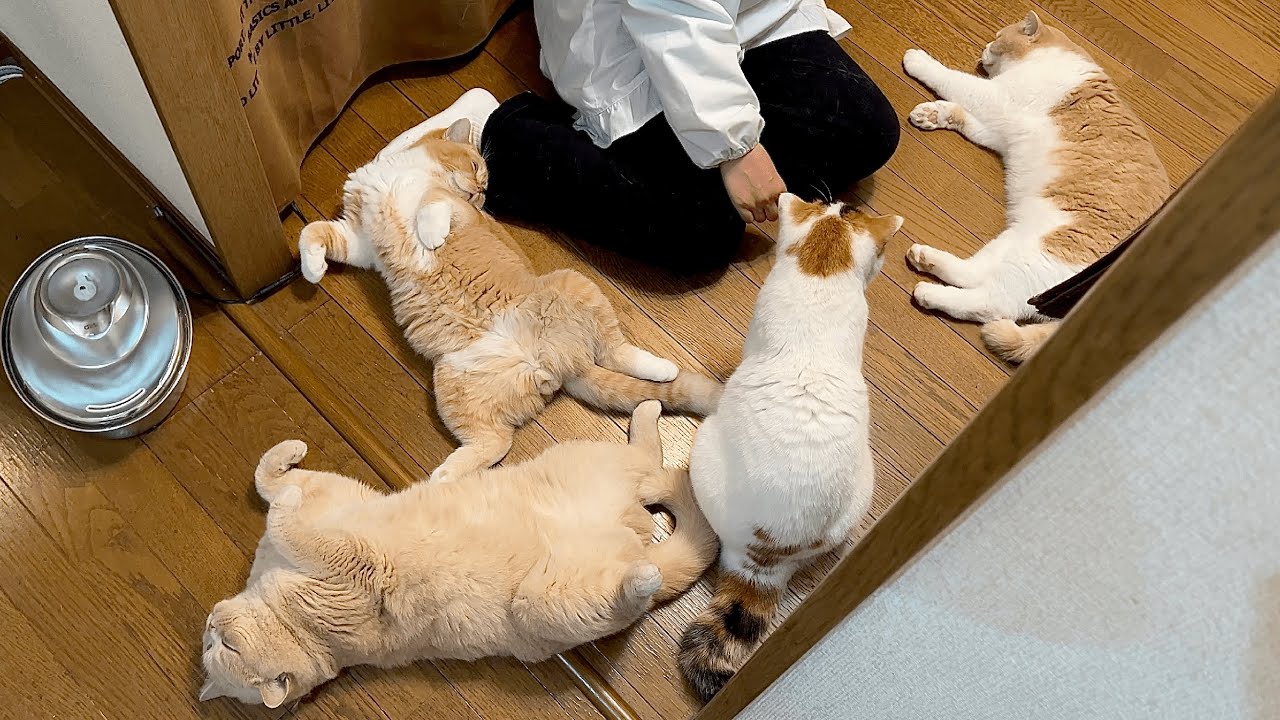 我が家の猫に広がる「寝そべり族」…女王みかんの一日密着 - YouTube