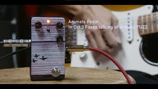 ANIMALS PEDAL In Oct 3 Foxes talking of dreamy FUZZ コンパクト