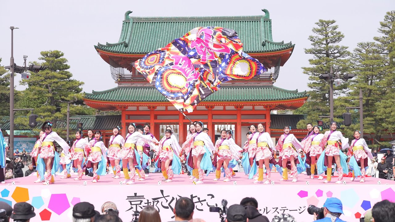 4K] 桜道里 京都さくらよさこい 2025 さくよさ 土曜日 神宮道会場