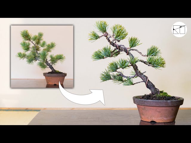 斜幹樹形をつくる 〜五葉松盆栽〜 - YouTube