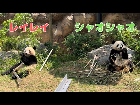 シャオシャオとレイレイ（2歳〜） - YouTube