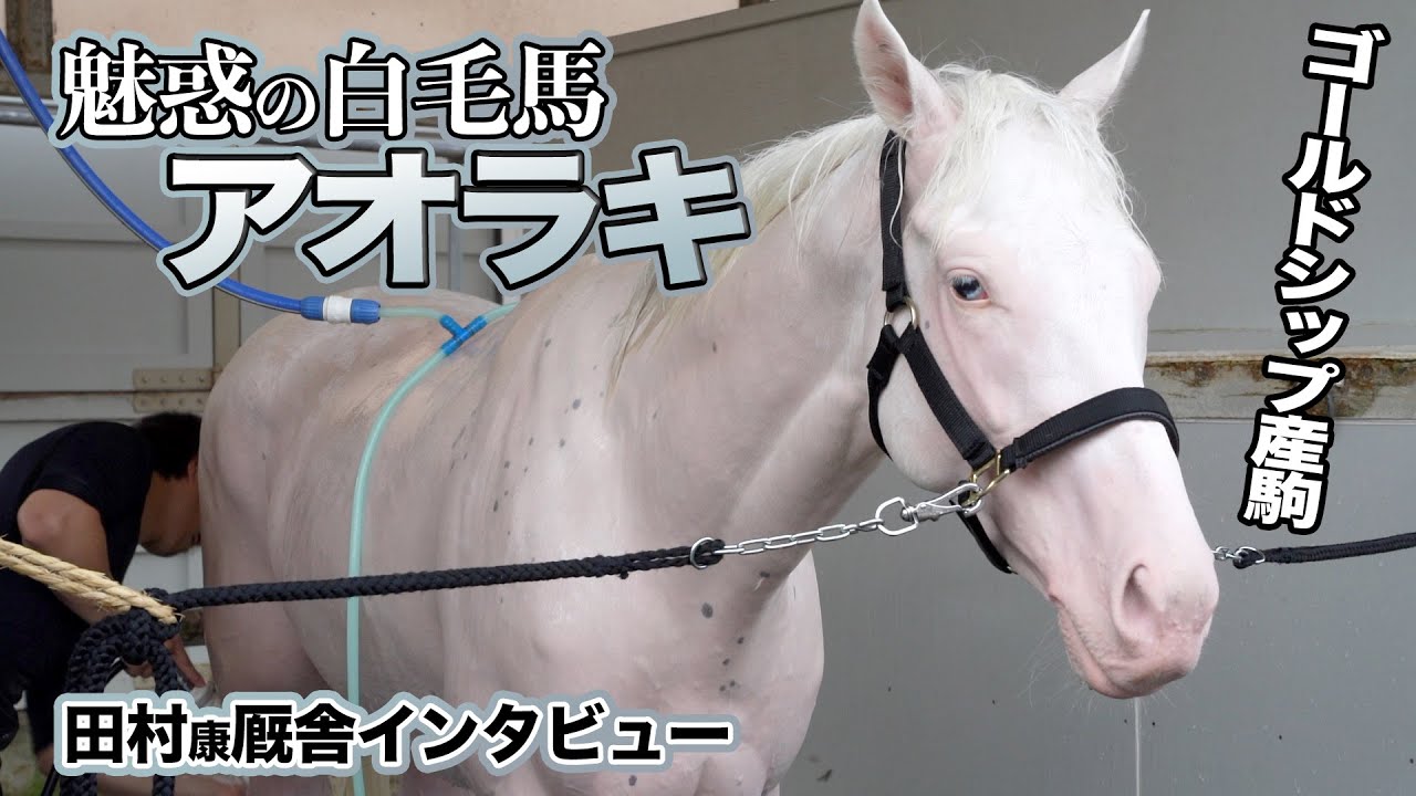 注目2歳馬】「魅惑の白毛馬」アオラキの魅力を陣営に聞きました - YouTube
