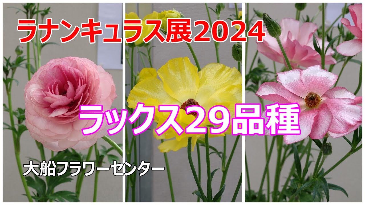 ラナンキュラス展2024 ラックス29品種 - YouTube