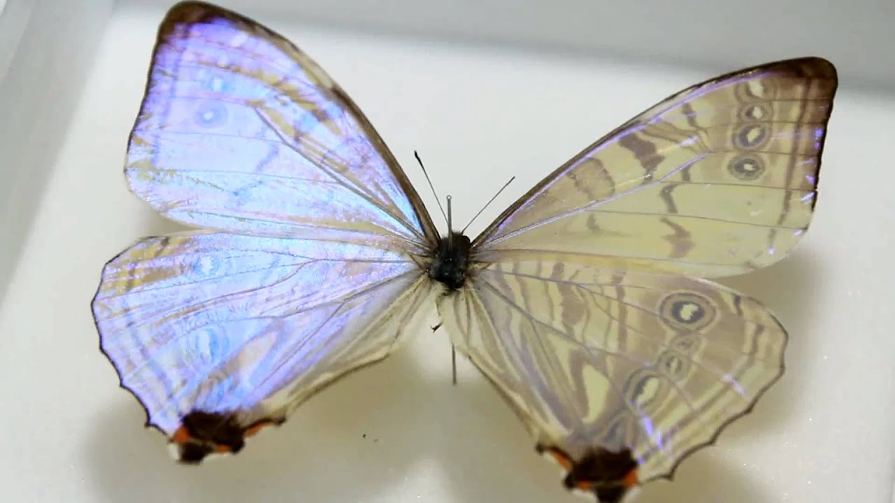 スルコウスキーモルフォ , 蝶の標本 販売・通販のNatureShop|モルフォ