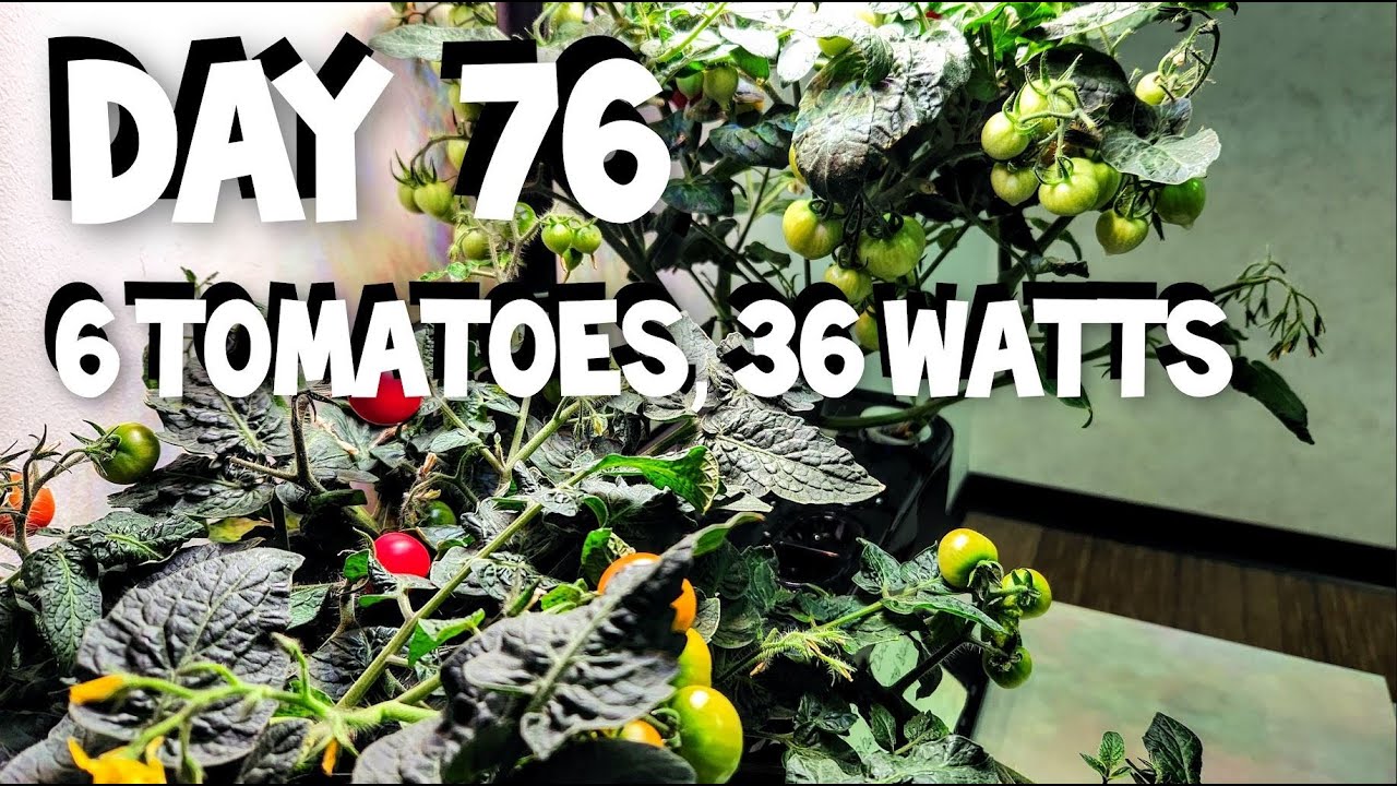 SPIDER FARMER NEW G12 GARDEN - DAY 76, WITH 6 TOMATO PLANTS, UNDER