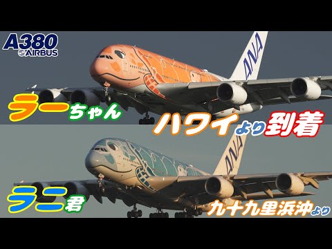 4K】成田空港 ひこうきの丘 ANA 超巨大旅客機 エアバスA380 フライング