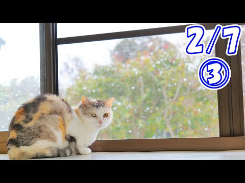 2/7 その3】現在ネコ吉も驚き中です！わが家はもうヤバいかも‥【続きは