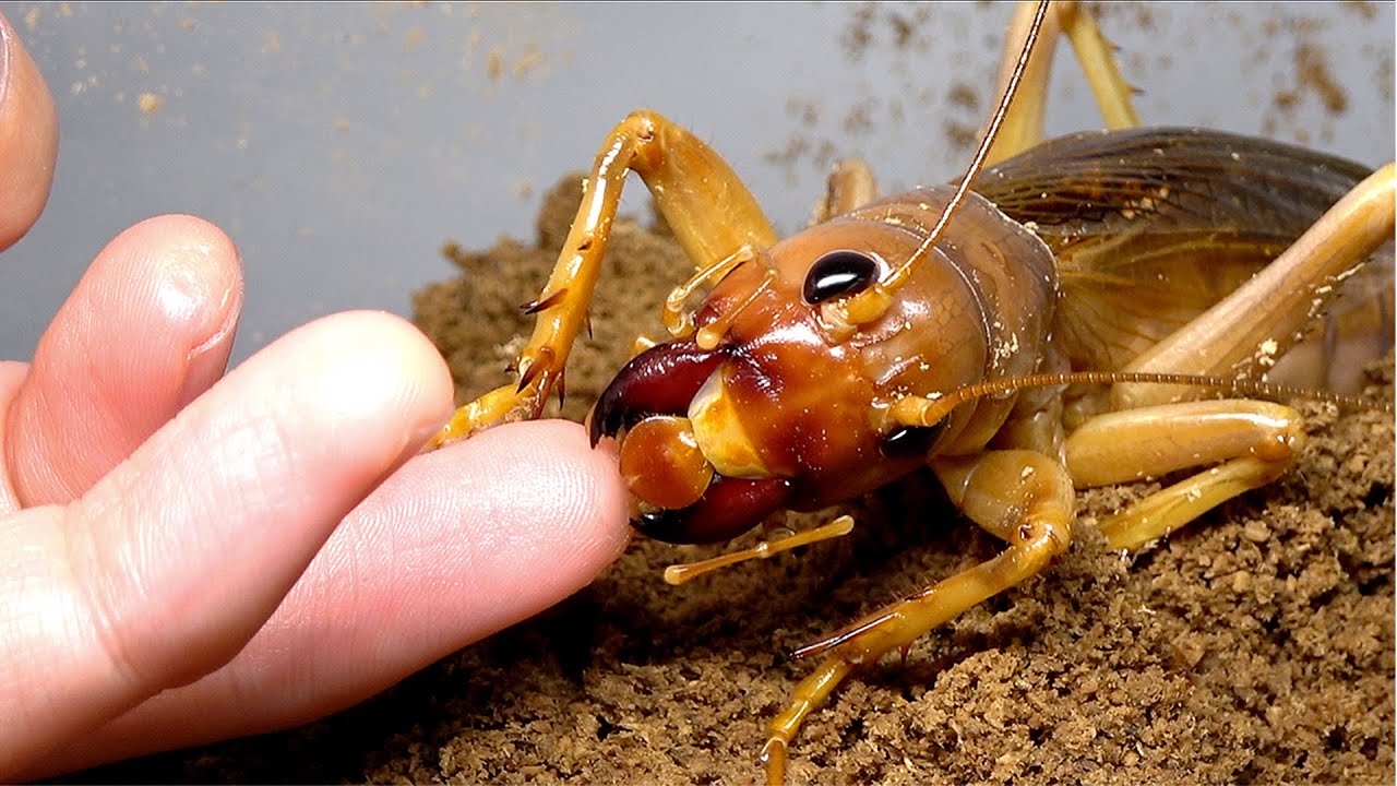 Here are some tips on keeping insects that you should never bite