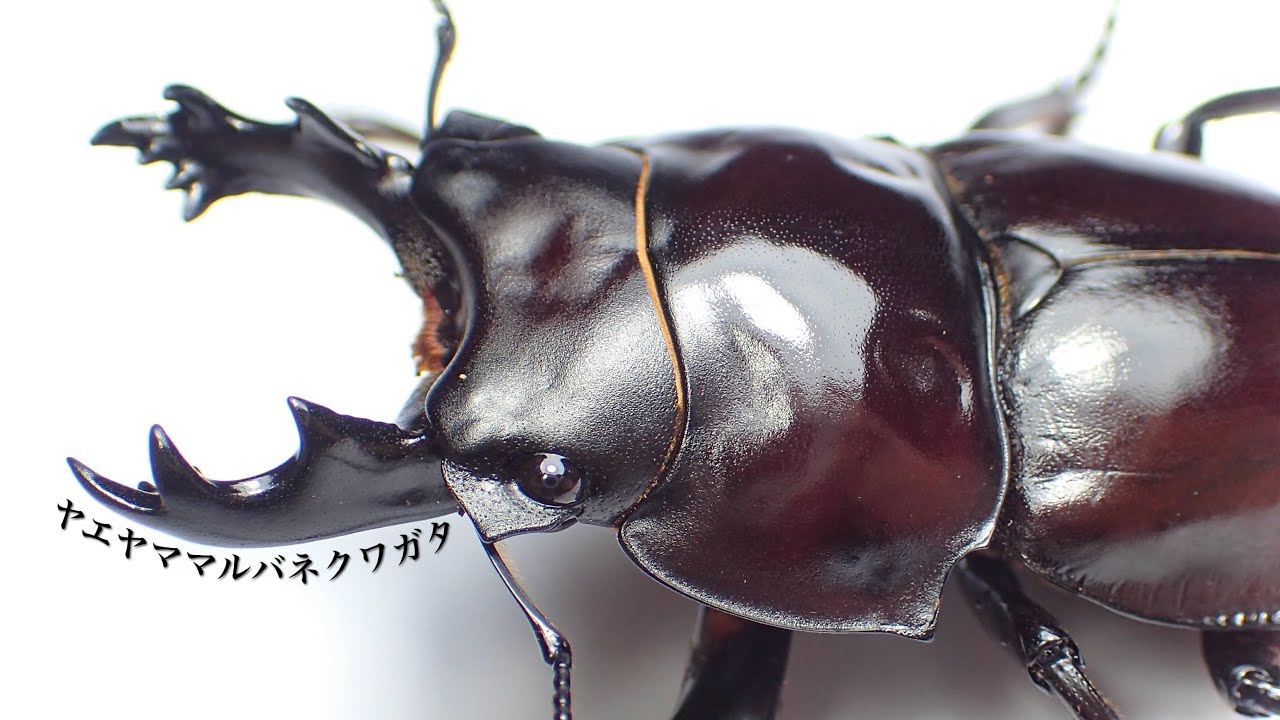 ペラルマトゥスマルバネクワガタ亜種ゴラール ペラルマトゥス