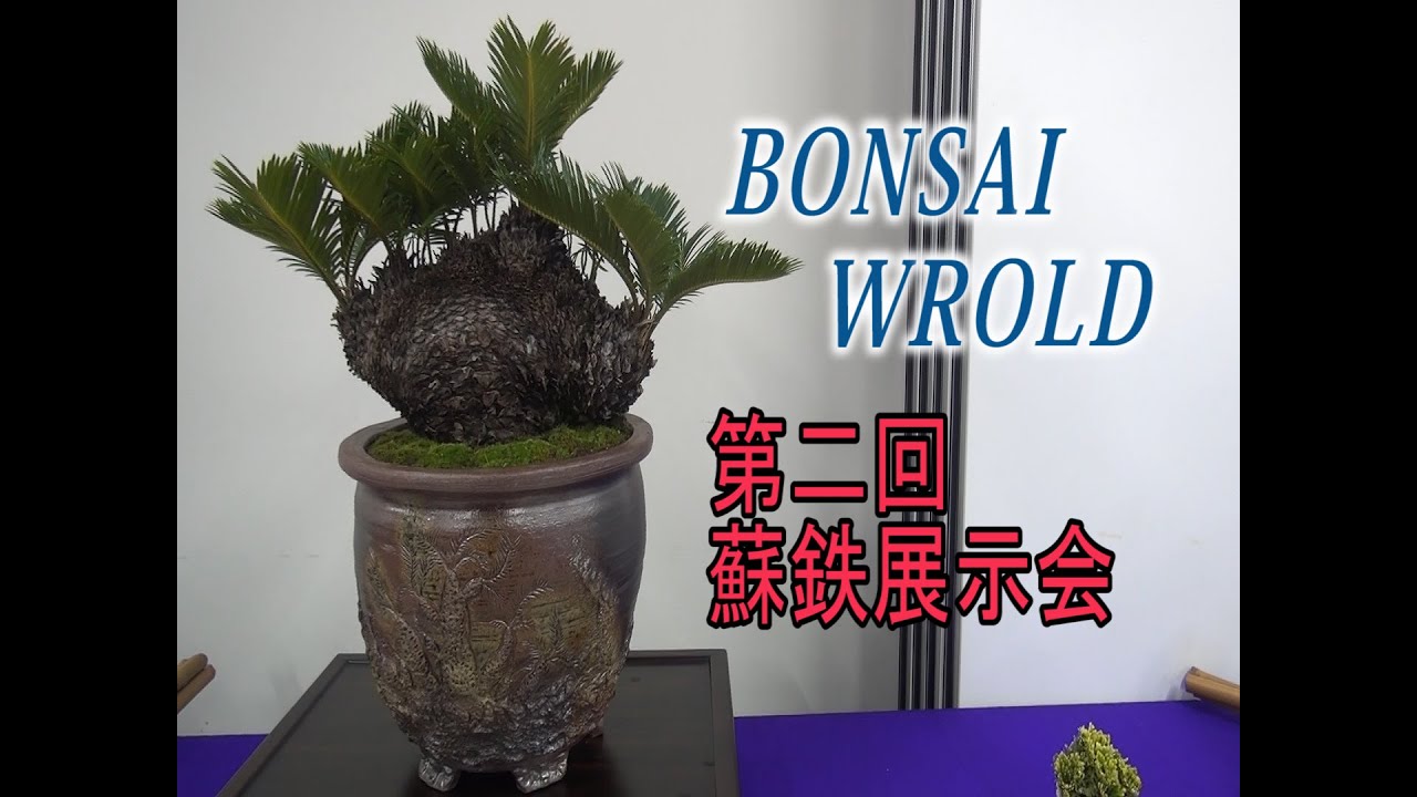 第ニ回蘇鉄盆栽展示会 BONSAI WORRD[160] - YouTube
