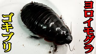 World's heaviest] How to raise the giant cockroach - YouTube