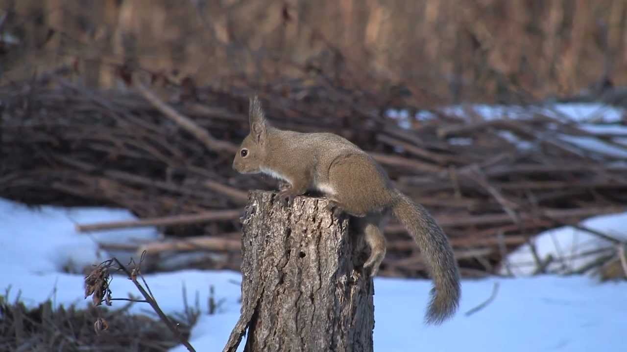リスの高速ピストン Japanese squirrel with a submachine gun - YouTube