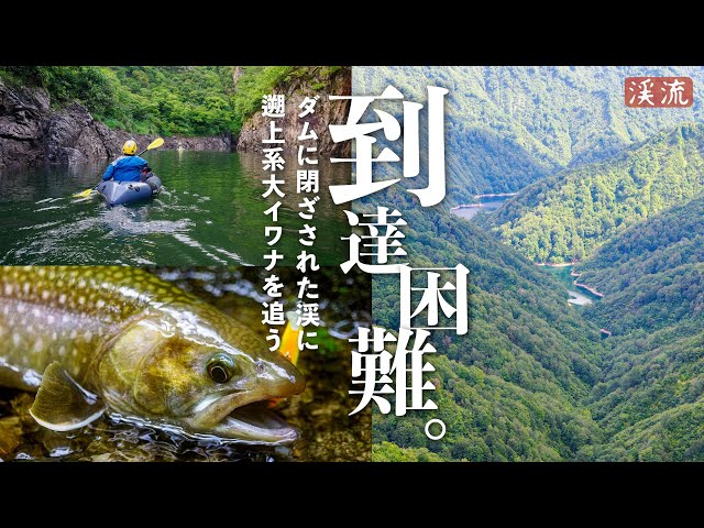 渓流釣り】遡上系大イワナに出会う。ヤブ漕ぎ7時間、ダムに閉ざされた