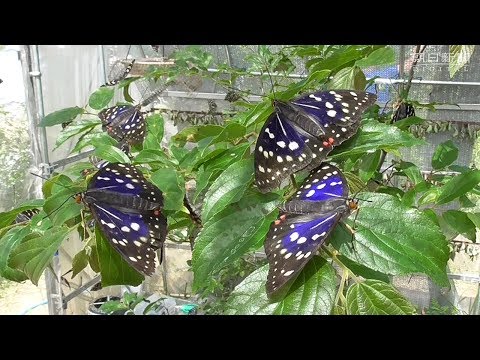 J*e様 モルフォオオムラサキ；1頭♂（飼育） カ*ボ様 モルフォ