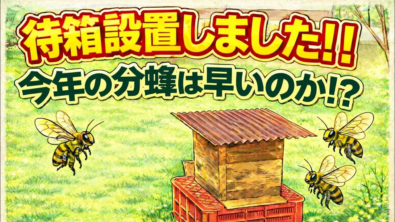 日本ミツバチ分蜂来た～！やっぱハイブリッド待ち箱じゃ - YouTube