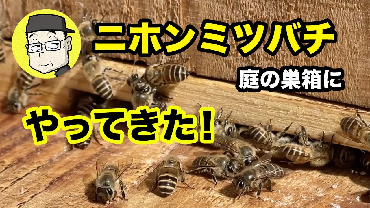 Transferring a wild beehive underfloor into a man-made hive - YouTube