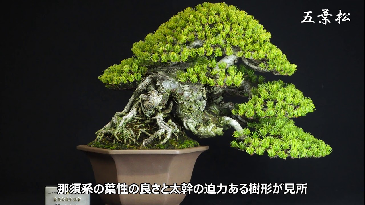 国風盆栽展 51-61 巻セット 国風盆栽展 写真集 第56〜59回、61〜64回