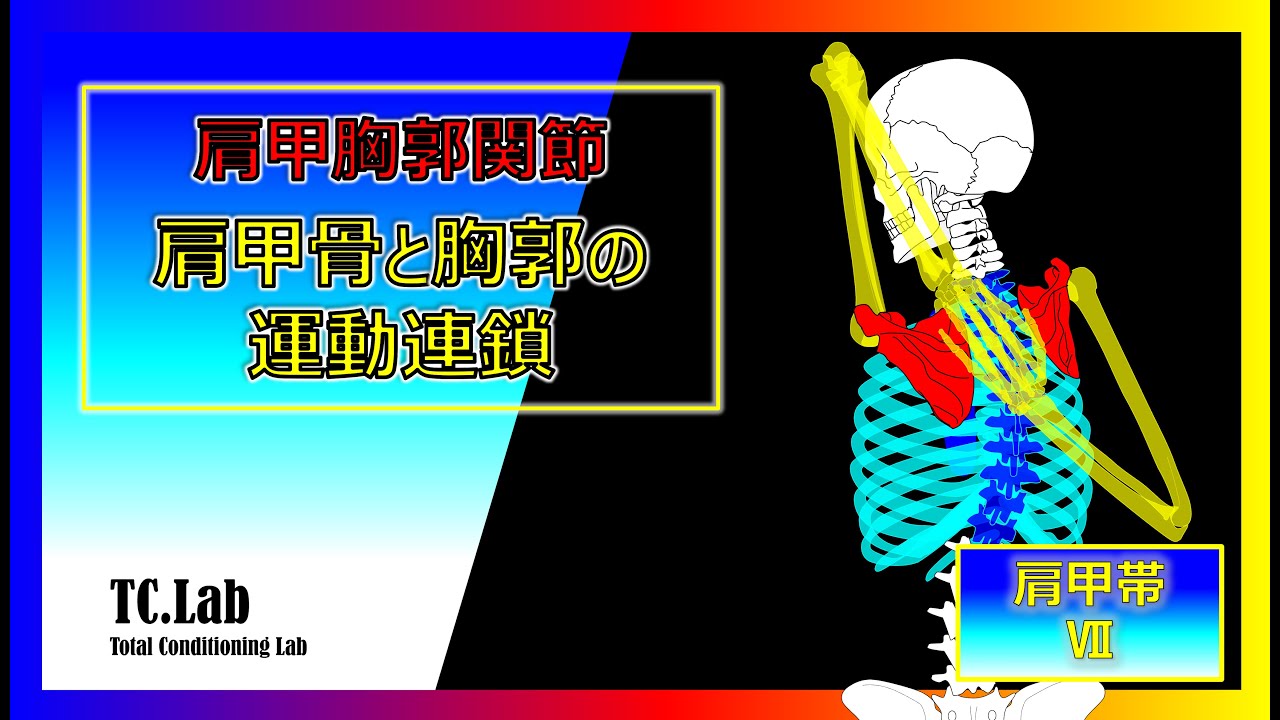 肩甲胸郭関節 肩甲骨と胸郭の運動連鎖//Scapulothoracic joint Kinetic