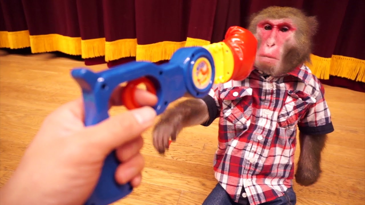 A genius monkey who realizes the danger of punch machines at first