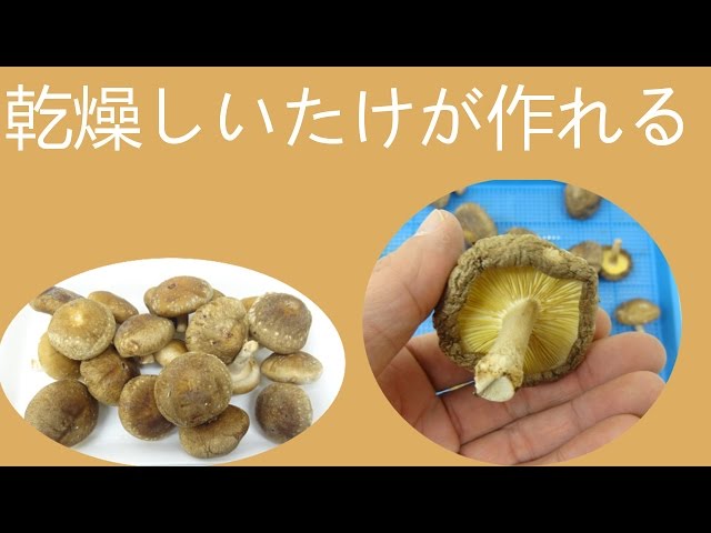 椎茸乾燥機で干しシイタケを作る - YouTube